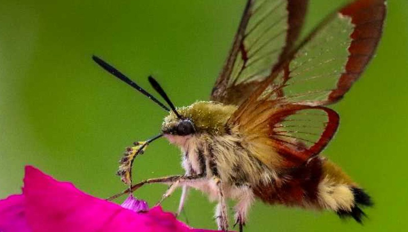 [CHANGEMENT DE DATES] Exposition de photos animalières à Girolles