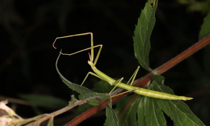 Phasme Gaulois (Clonopsis gallica) © Claude Champarnaud dans la galerie Faune-France https://www.faune-france.org/index.php?author=0&species=0&frmPage=all&m_id=7&sp_tg=26