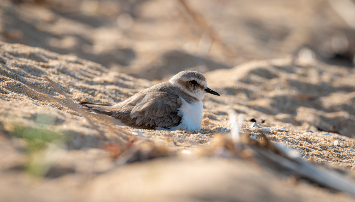 A la découverte des oiseaux de l’Ile d’Yeu
