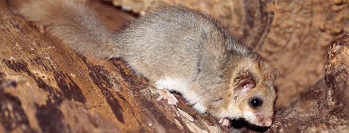 photo de PETIT LOIR GRIS (GLI-GLI) PRIS DANS UN PIEGE A RONGEUR