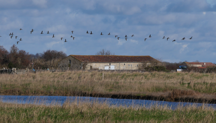 Visite de la réserve naturelle de Moëze-Oleron