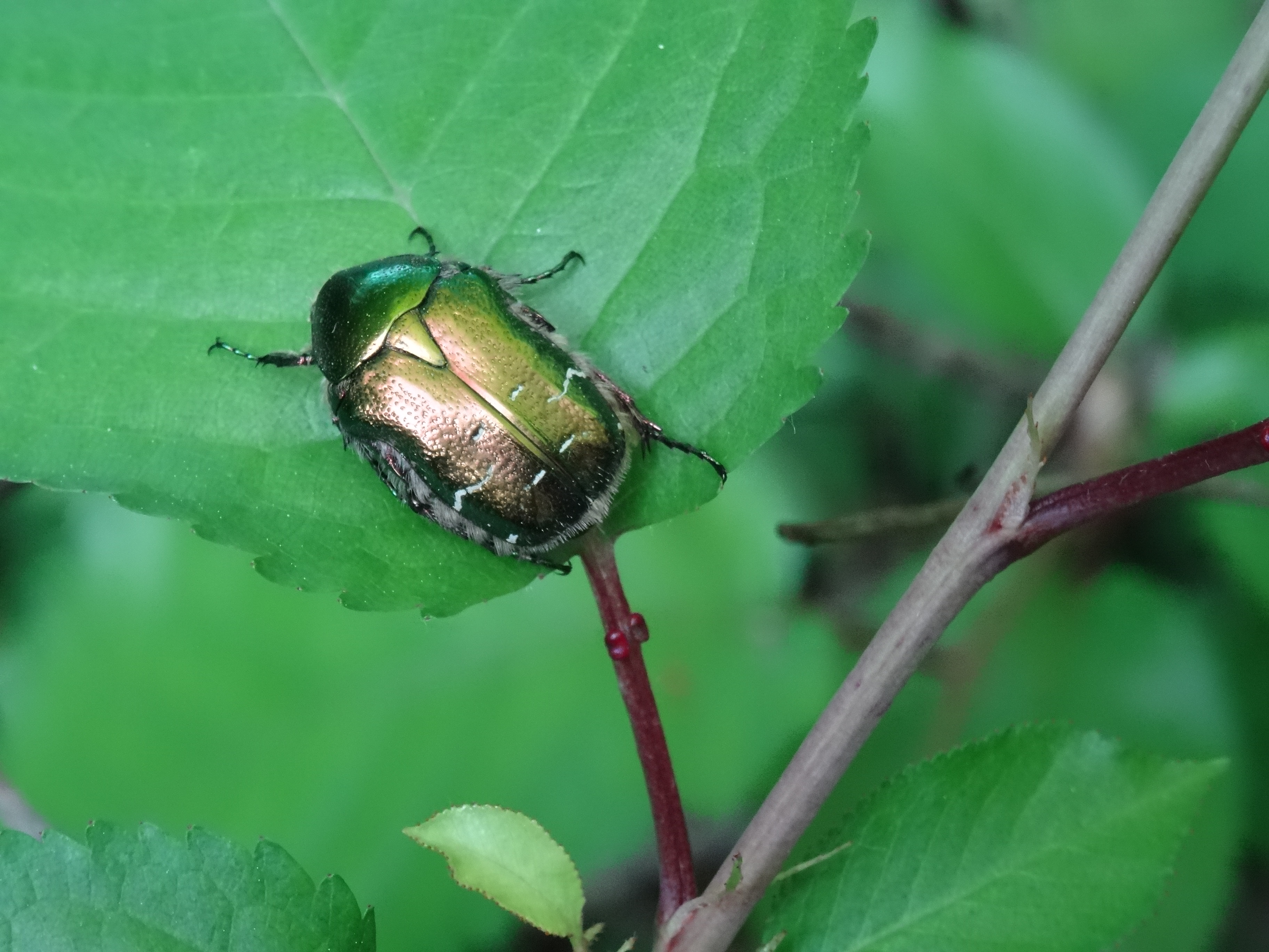 Chantier nature à Rocquemont (60)