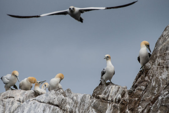 groupe de fous de bassan