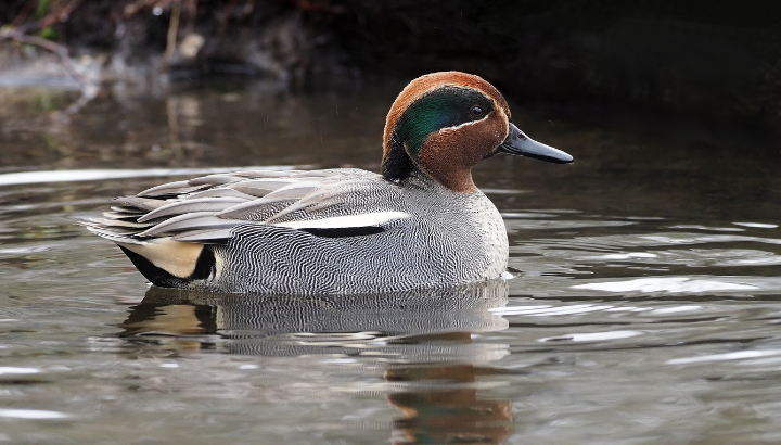 Comptage des oiseaux d'eau hivernants