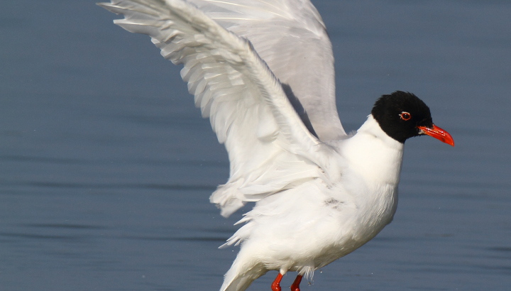 Mouette mélanocéphale et Sardine