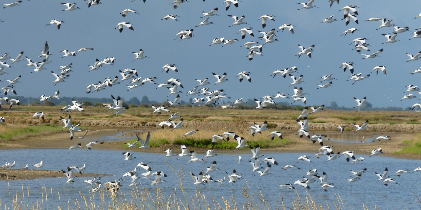 Découverte sensible et scientifique de la réserve naturelle de Moëze-Oléron