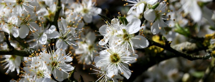 Epine noire (Prunus spinosa) en fleur