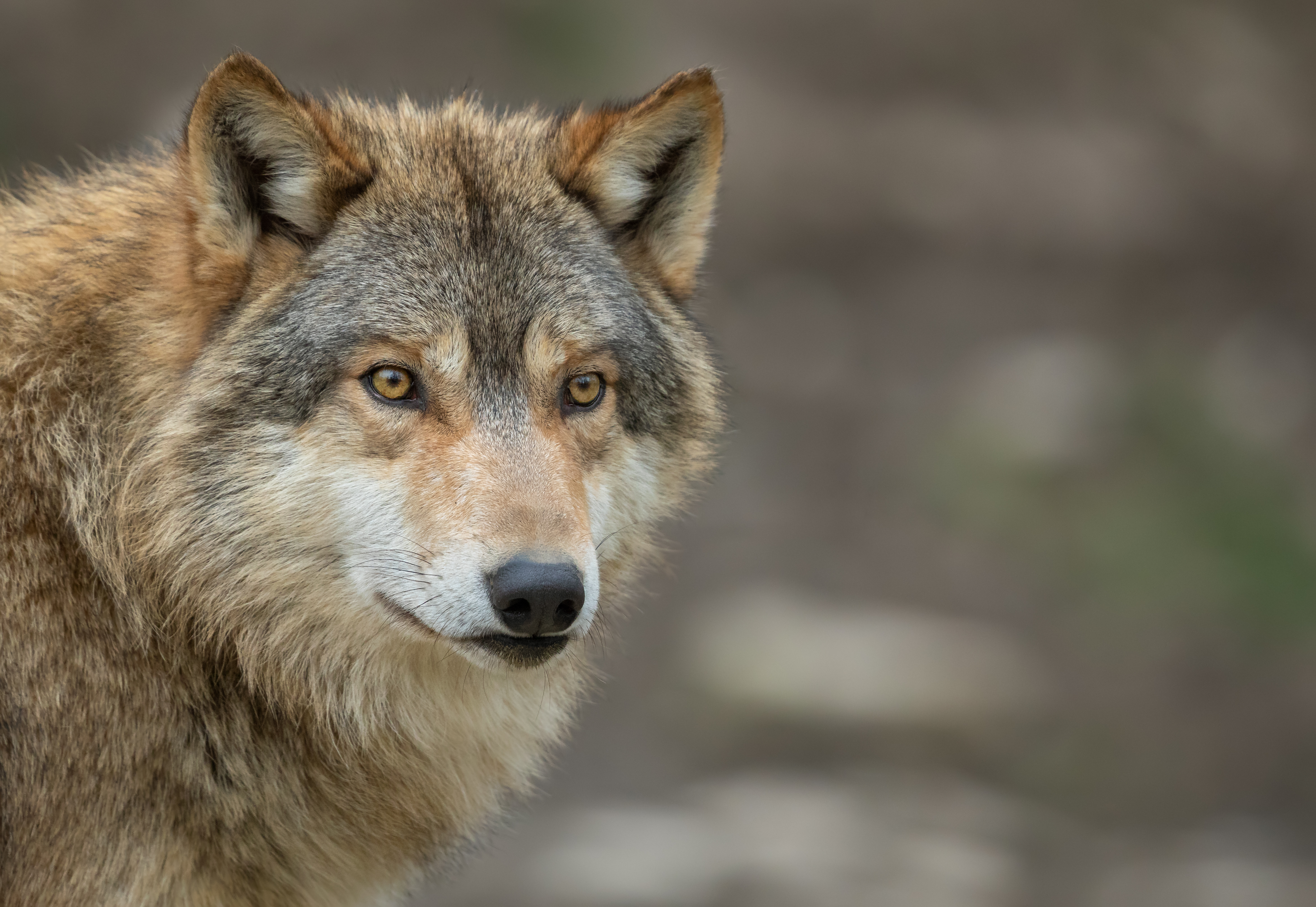 Gestion du loup : une parodie de concertation