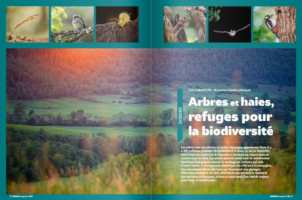 Dossier « Arbres et haies, refuges pour la biodiversité » de l'OISEAU MAG