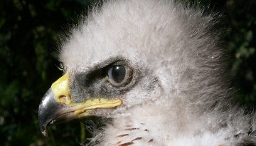 Aigles de Bonelli : libération de 23 jeunes et d’un adulte