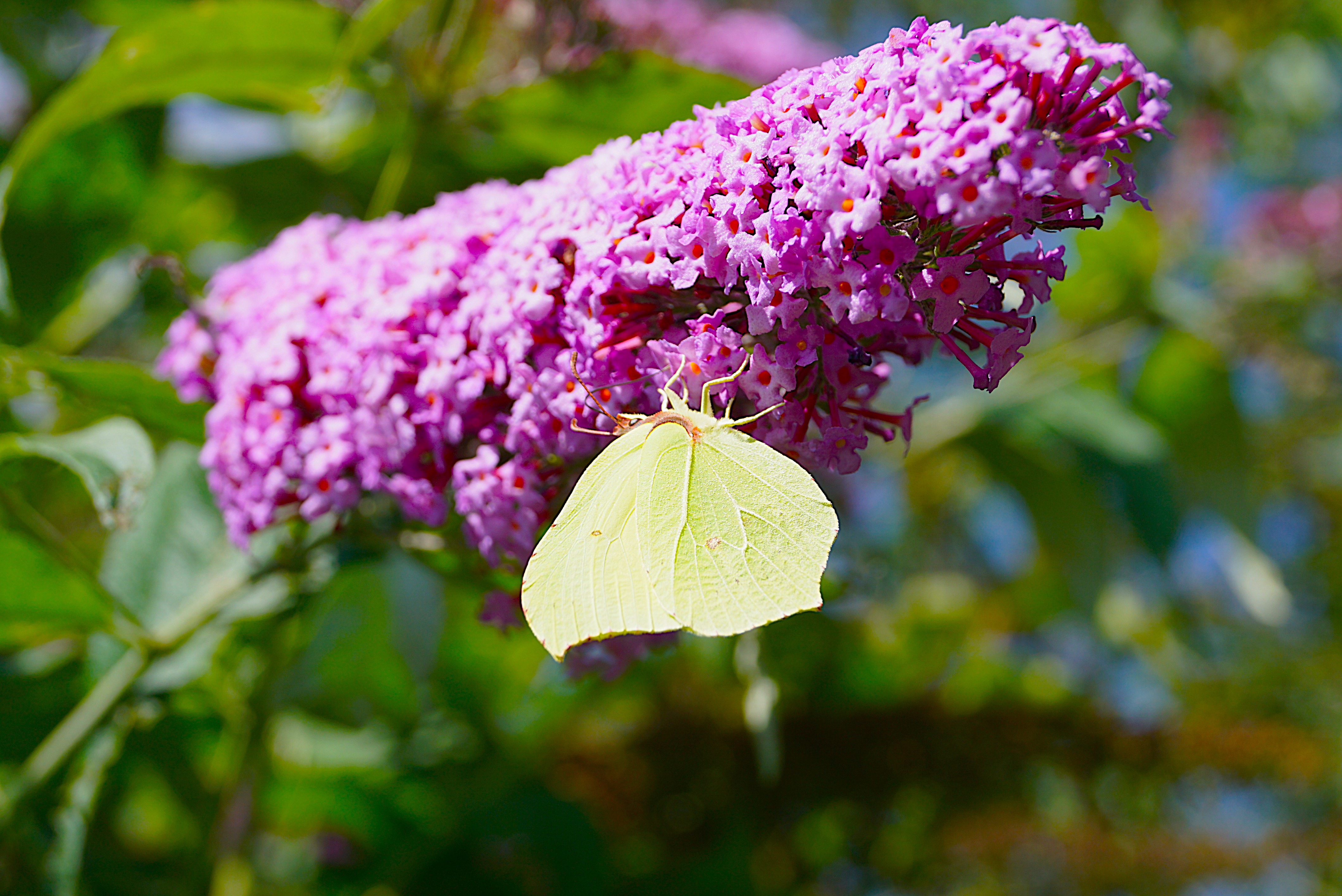 Découverte des insectes et des pollinisateurs