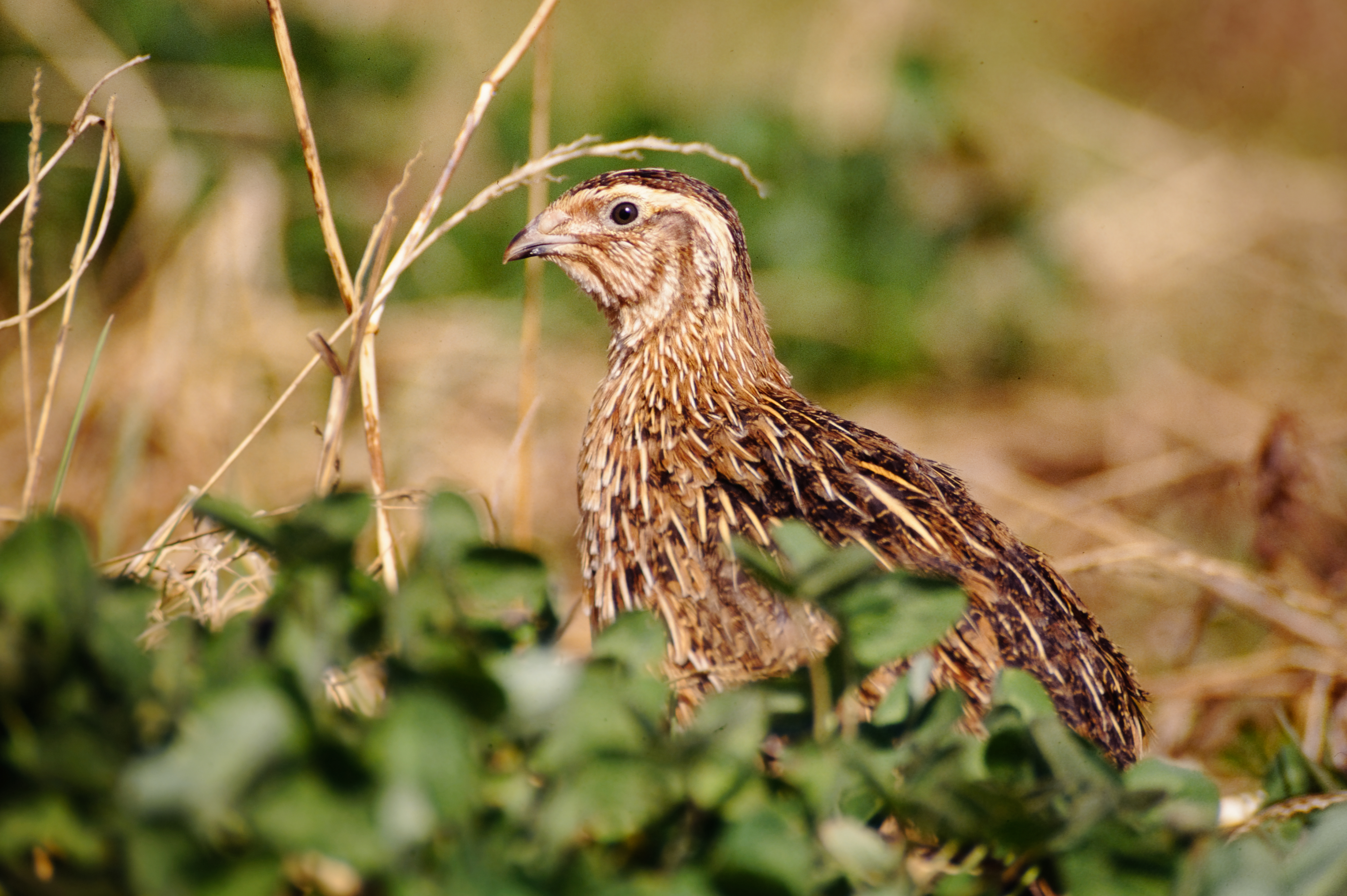 La France doit cesser de chasser les oiseaux en déclin
