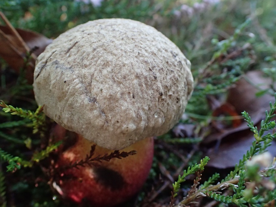 caloboletus calopus