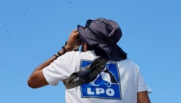 Observez la migration des oiseaux avec la LPO en région Occitanie et Pays catalan