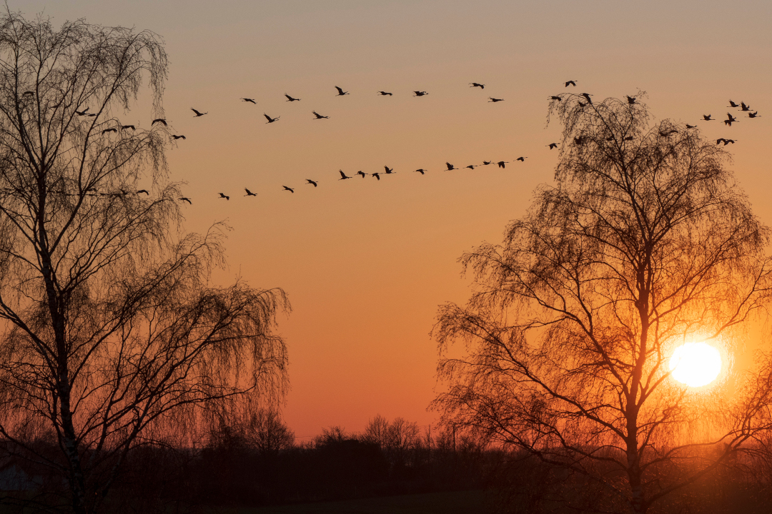 Grues cendrées en vol au coucher du soleil