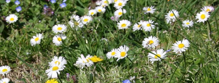 Pâquerettes (Bellis perennis)