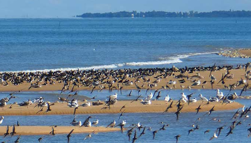 Les oiseaux de la réserve naturelle, côté Oléron, La Perrotine