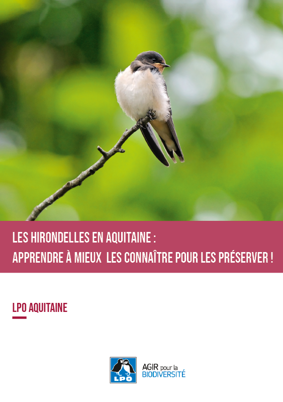 Les hirondelles en Aquitaine : apprendre à mieux les connaître