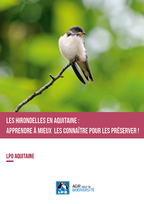 Les <strong>hirondelle</strong>s en Aquitaine : apprendre à mieux les connaître