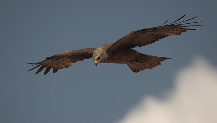 Découvrir la migration des oiseaux