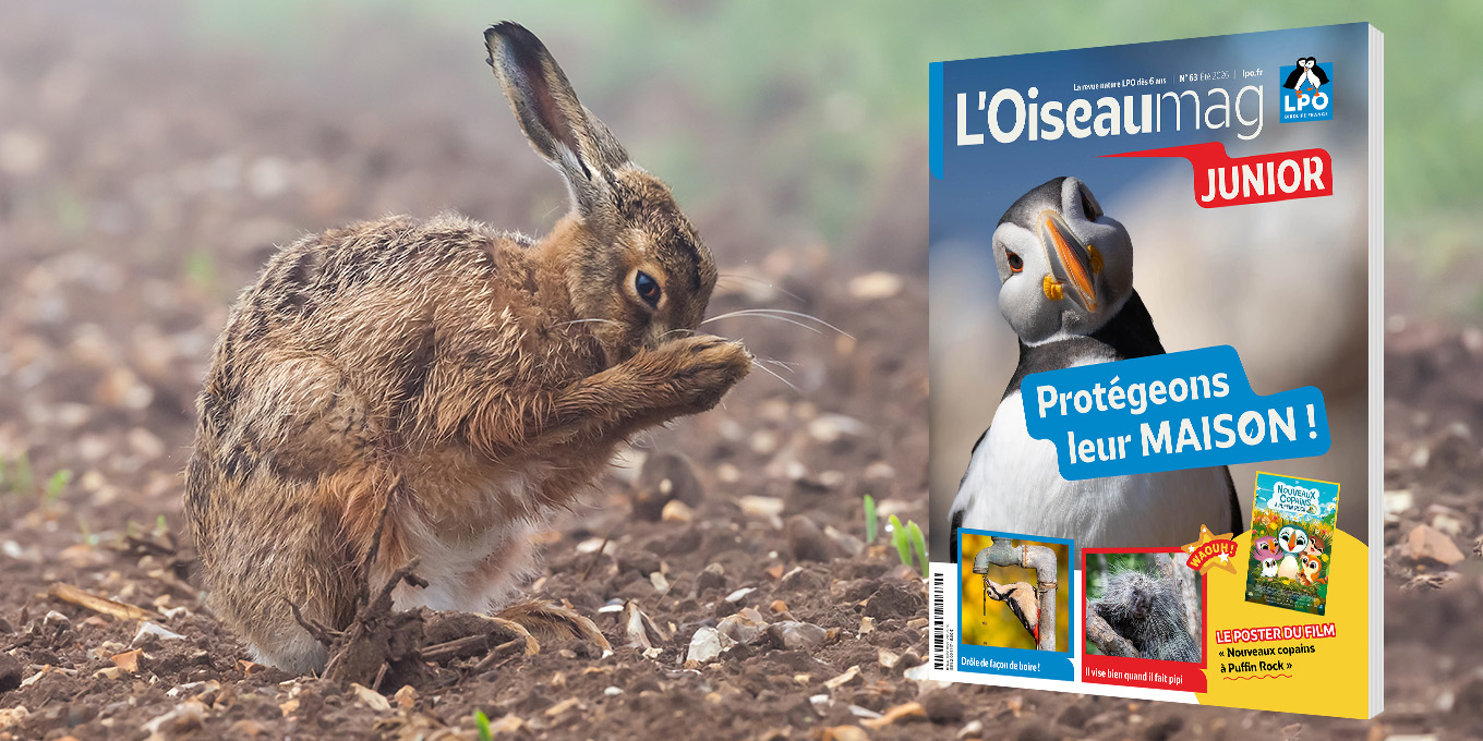 L’OISEAU MAG Junior n°63 - été 2026 - Sortie mi-juin 2026