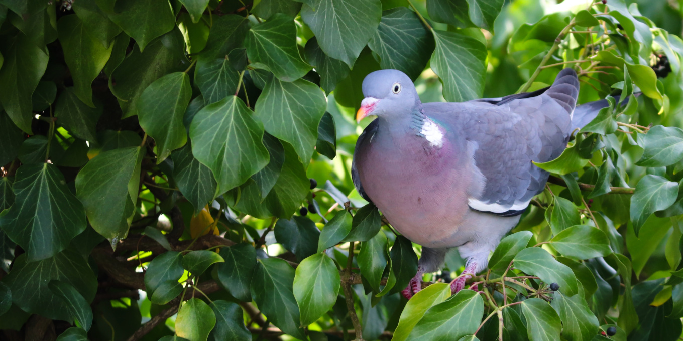 Pigeon ramier (Columba palumbus) au milieu des feuillages