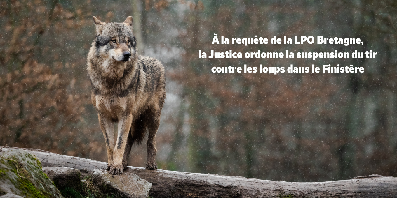 Victoire judiciaire contre l'abattage de loups dans le Finistère