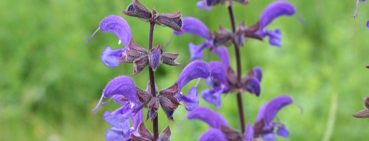 Sauge des prés (Salvia pratensis)