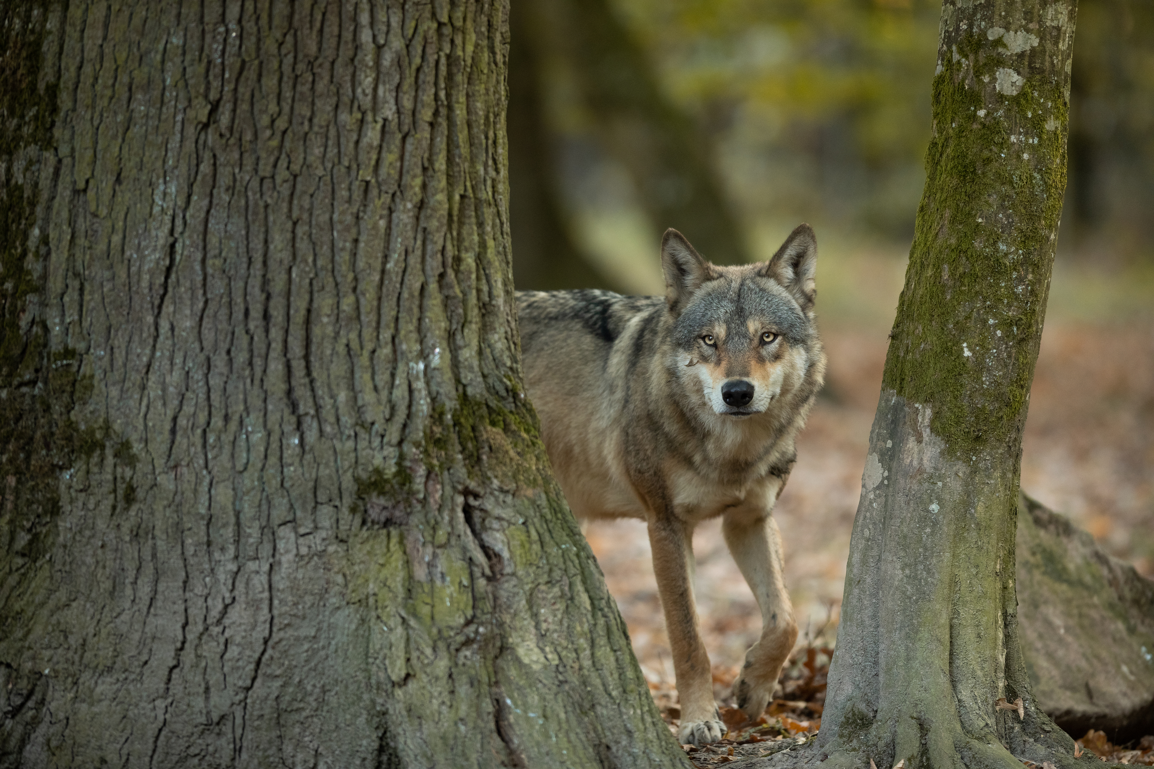 Mobilisons-nous contre les tirs de loups