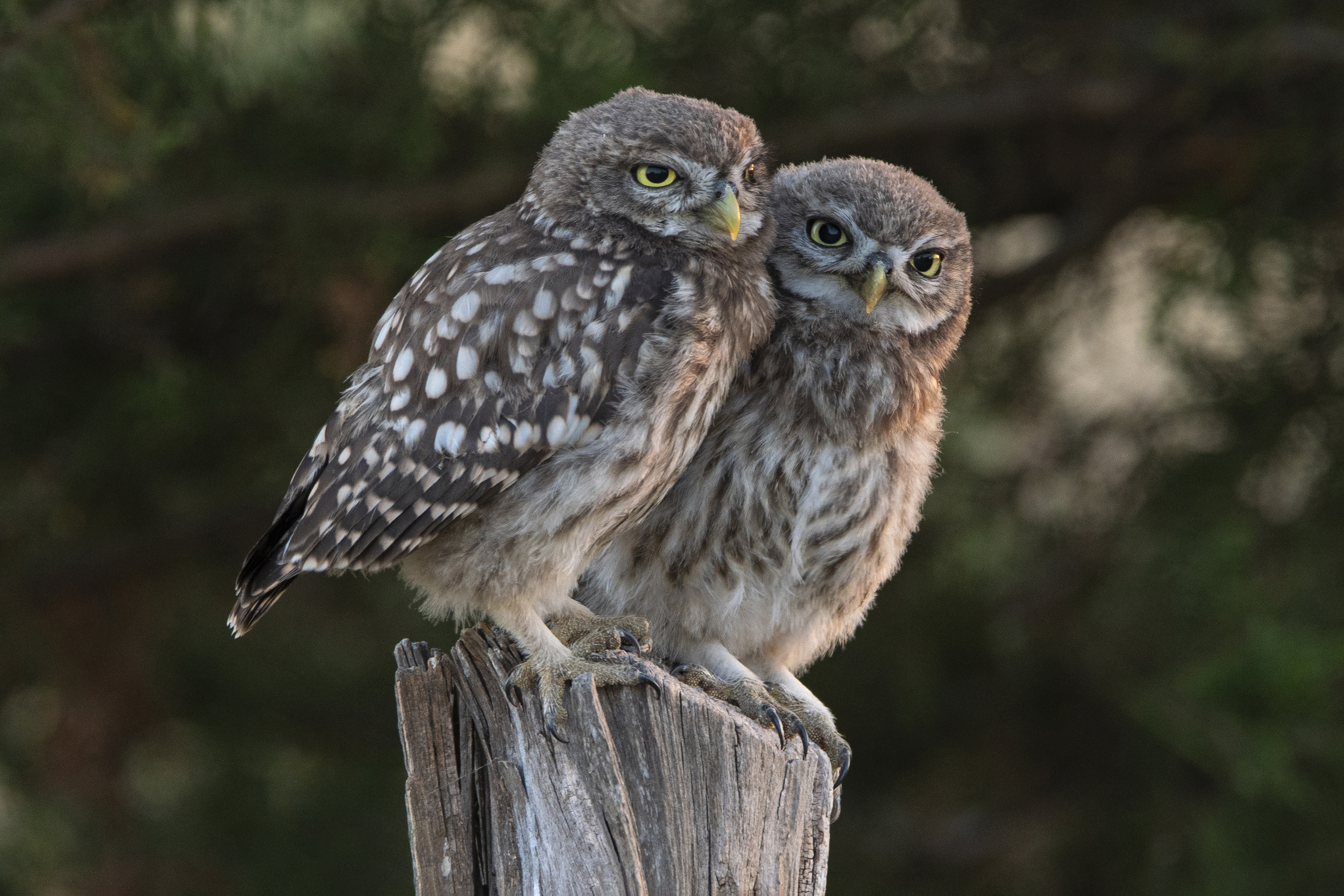 Une chouette, un village