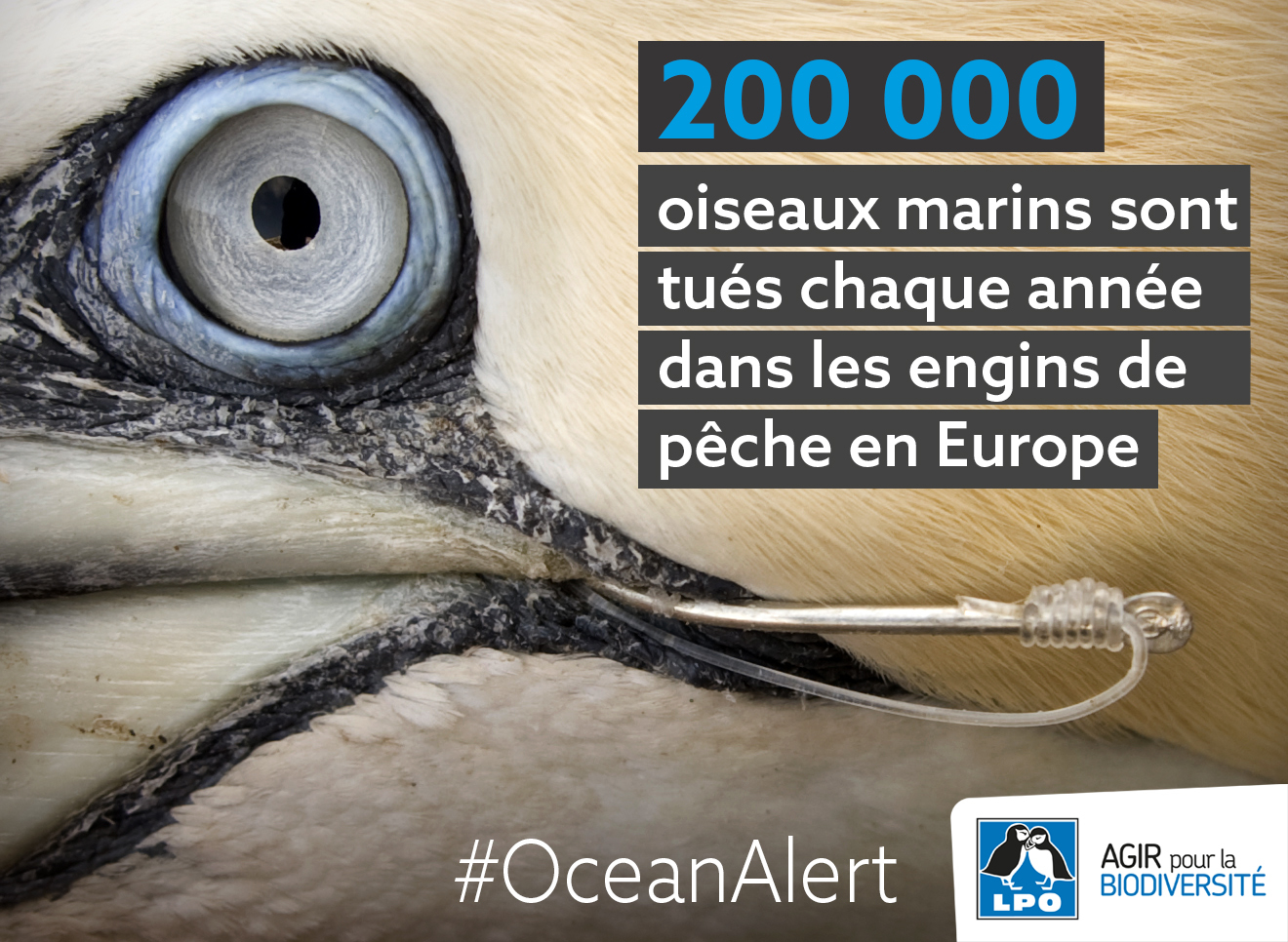 Les oiseaux marins sont parmi les plus menacés au monde