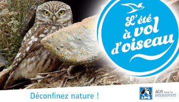 L'été à vol d'oiseau