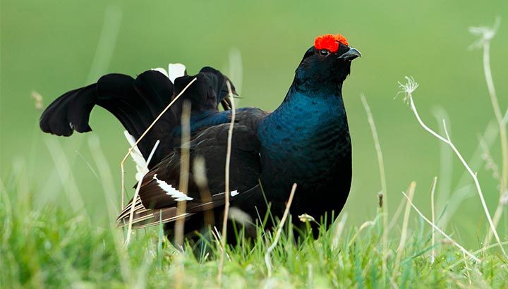 Dîtes non à la chasse du Tétras lyre !