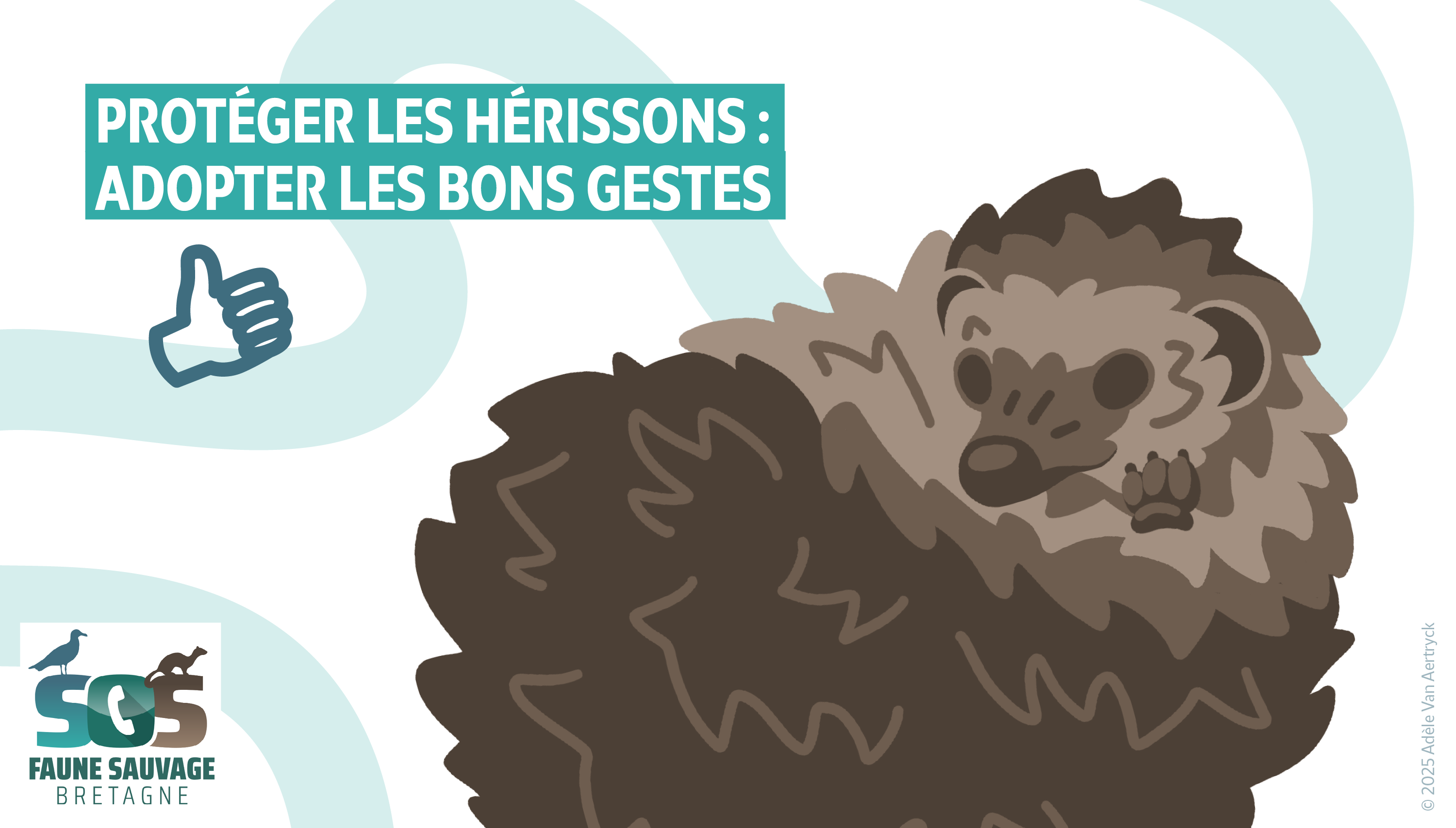 Protéger les hérissons : adopter les bons gestes