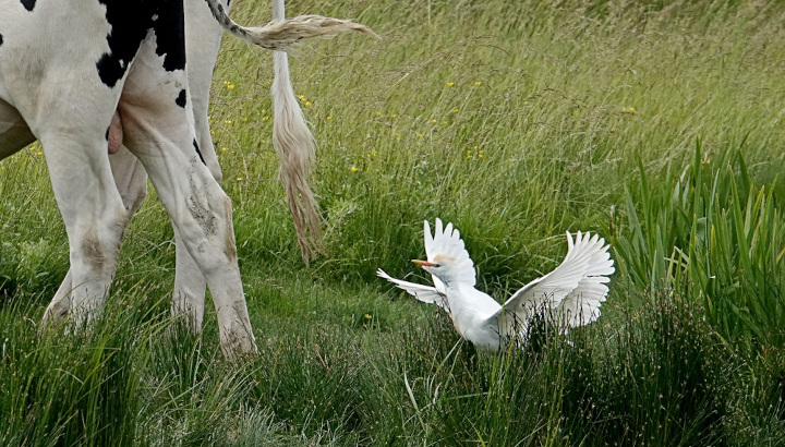 Un oiseau rare…