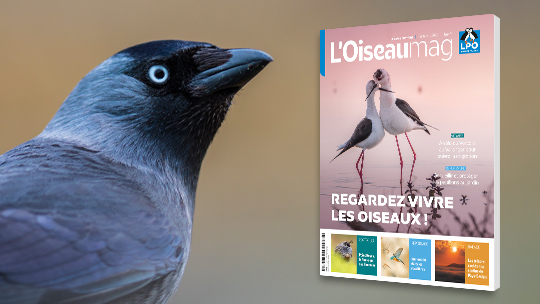 L'OISEAU MAG, magazine de la LPO, n°162 sur l'éthologie : Regardez vivre les oiseaux !