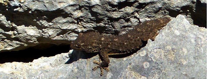 Tarente de Maurétanie