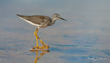 Suspension partielle de la chasse d’oiseaux menacés en Martinique