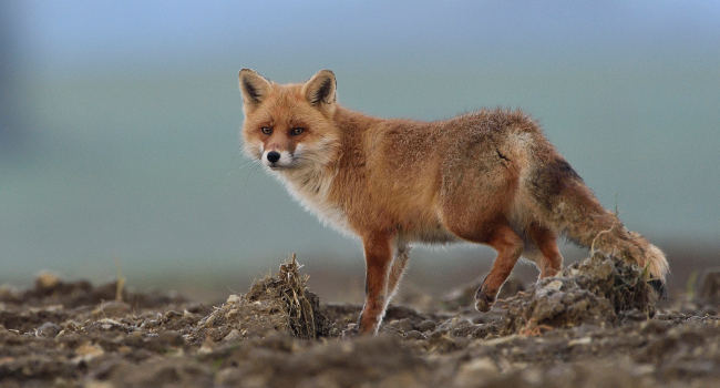 Cohabiter avec le Renard roux