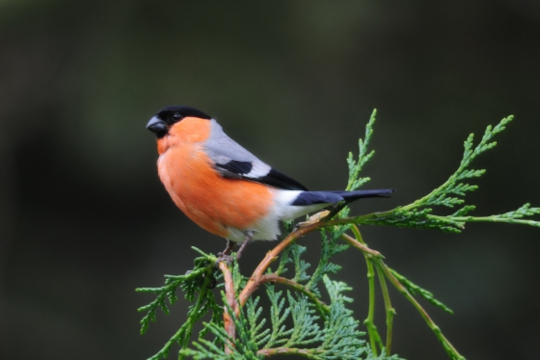 Bouvreuil pivoine (mâle) sur une branche