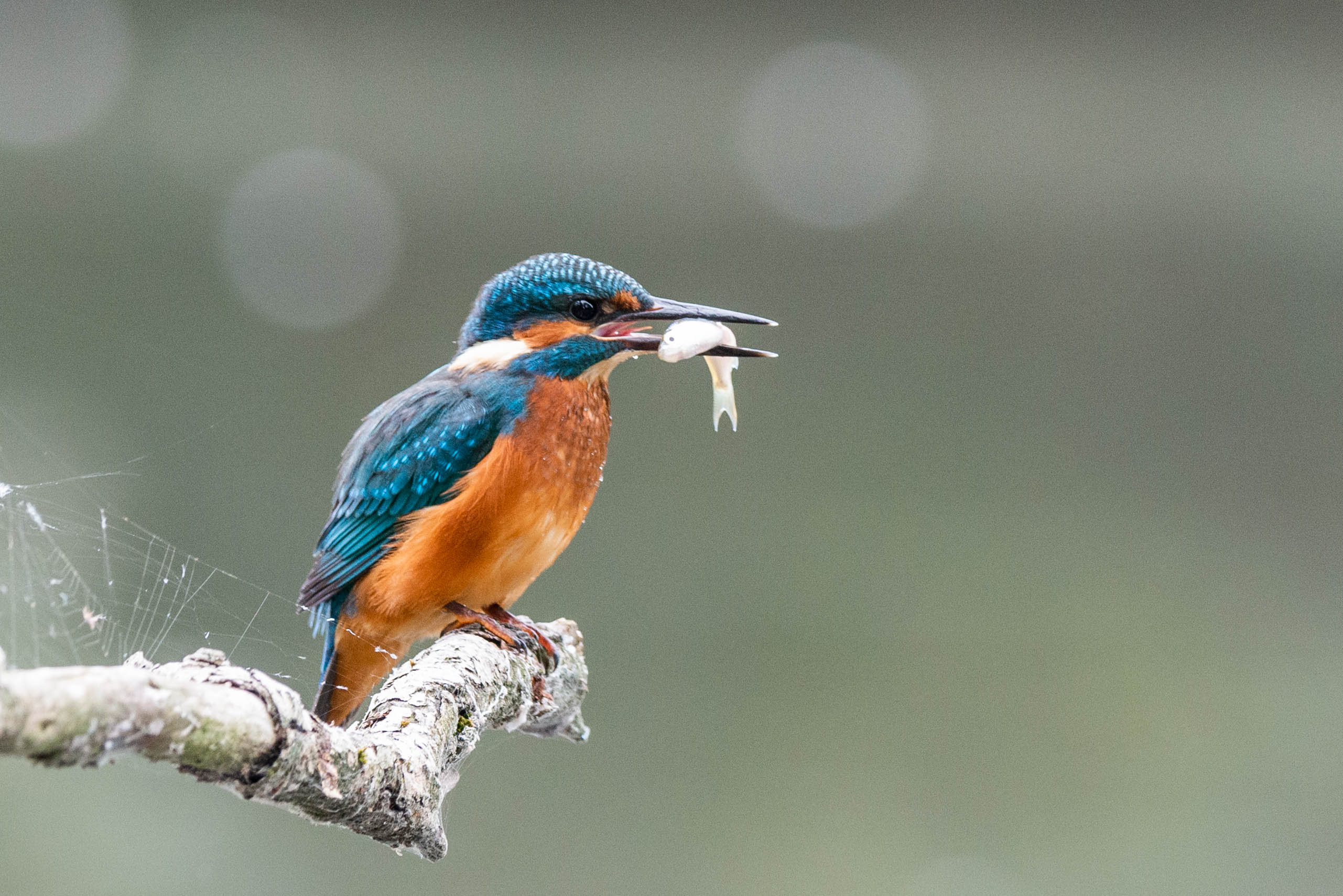 A la  rencontre des oiseaux du Lac du héron