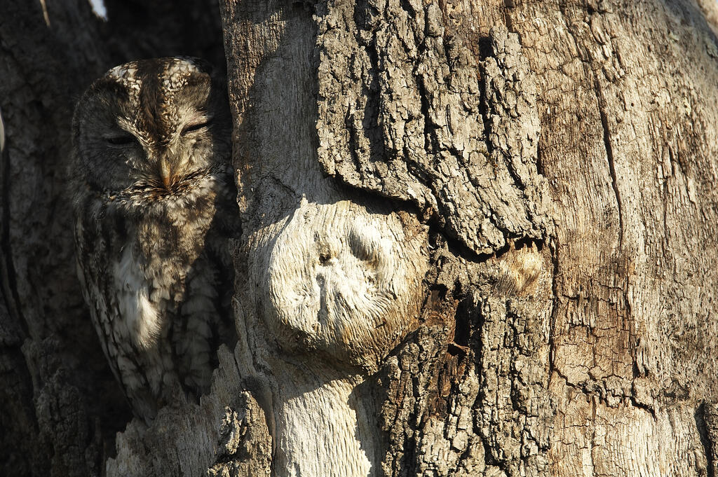 Réunion des bénévoles du groupe Creuse et sortie nuit de la chouette à l'écoute des rapaces nocturnes.