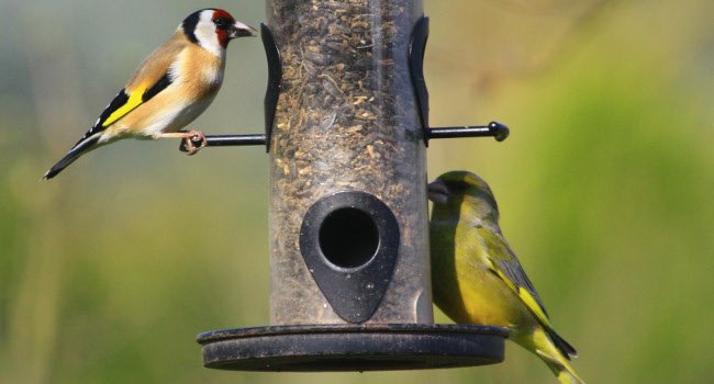 Chardonneret élégant (Carduelis carduelis) et Verdier d'Europe (Chloris chloris) sur une mangeoire