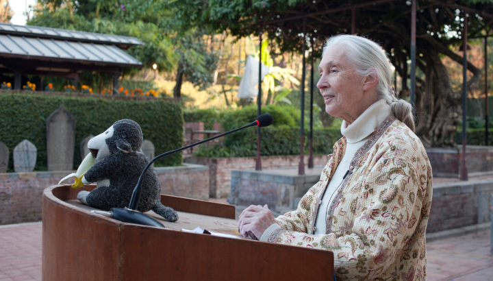Jane Goodall