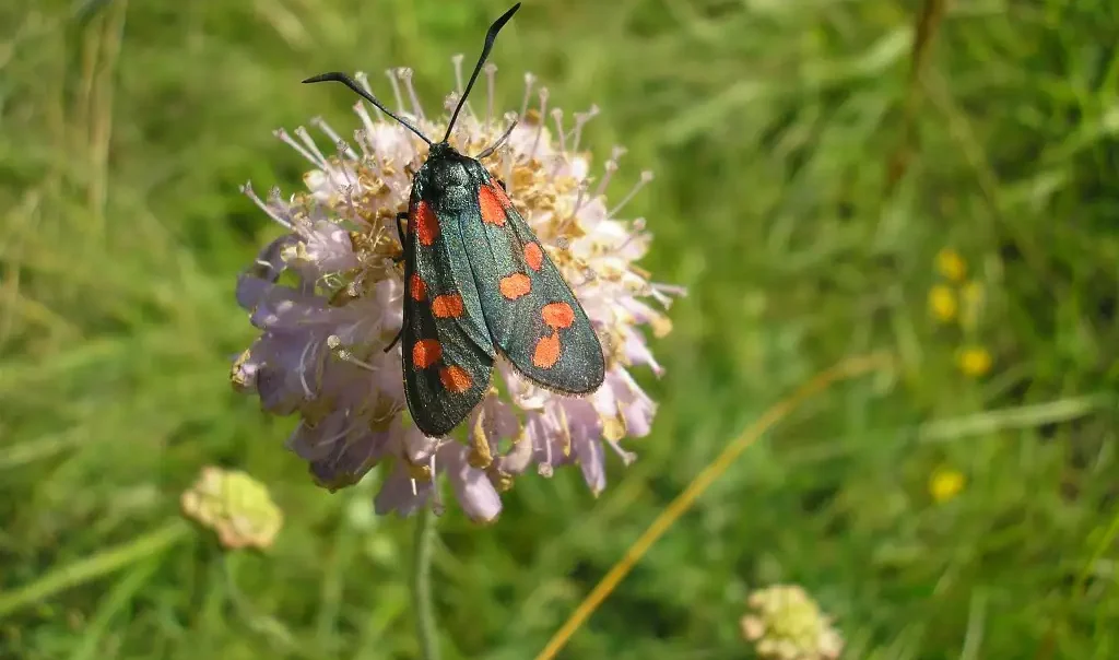 Jardins en fanfare à Feigneux (60)
