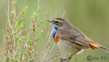 Le printemps des gorgebleues