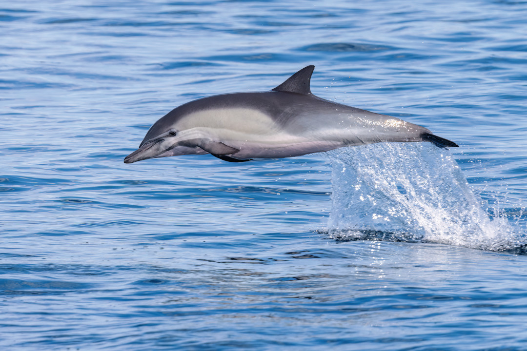 Dauphin commun