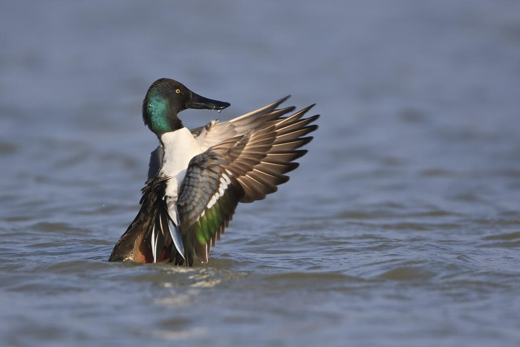 Découverte des oiseaux hivernants de l'étang de la Pouge