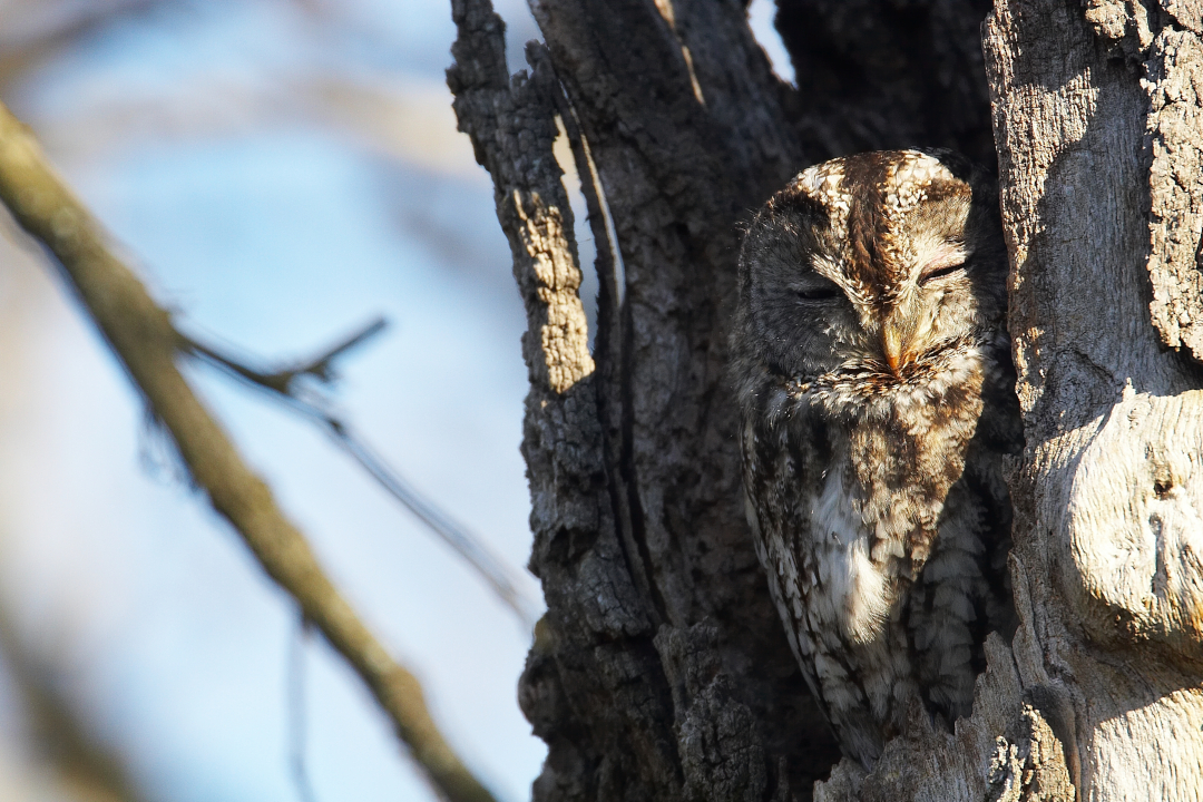 Chouette hulotte dans un tronc d'arbre