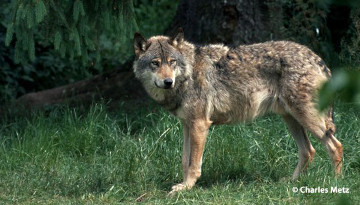 Victoire pour le loup ! Notre collectif d'associations obtient l’arrêt des battues dans les Alpes-Maritimes